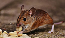 24 Hour & Emergency Exterminators in Hartsgrove, OH